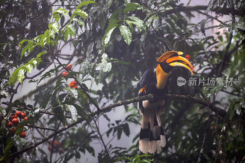 犀鸟:成年雄性大犀鸟(Buceros bicornis)，也被称为凹盔犀鸟，大印度犀鸟或大斑犀鸟。